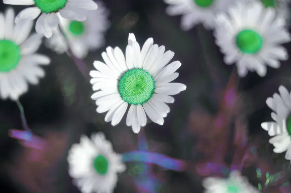 Portfolio photograph No. 23