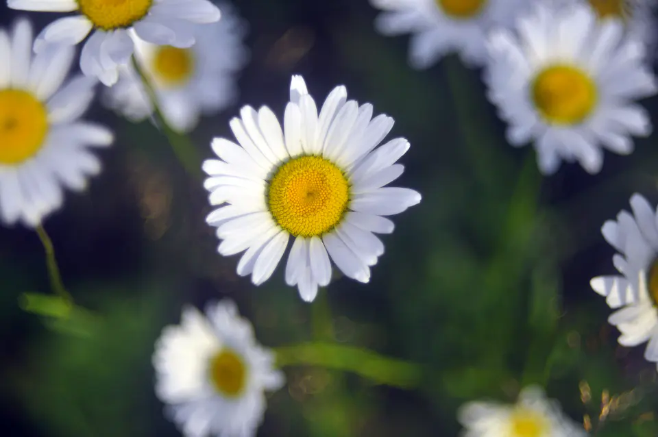 Portfolio photograph No. 47